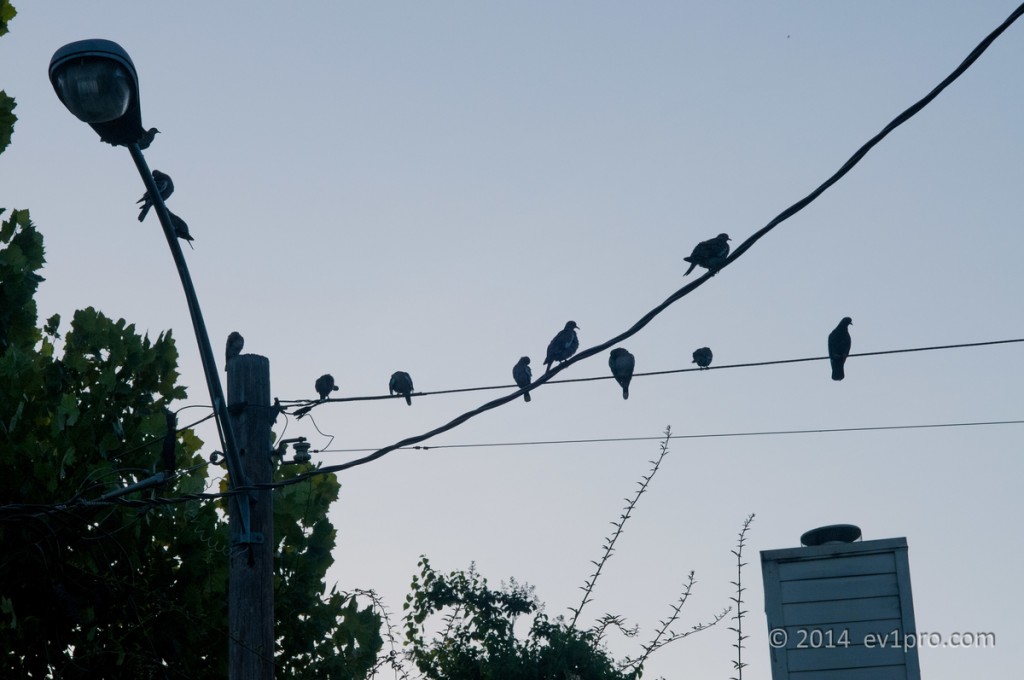 As dawn breaks, the birds wait for Sid to arrive, which he does like clockwork.
