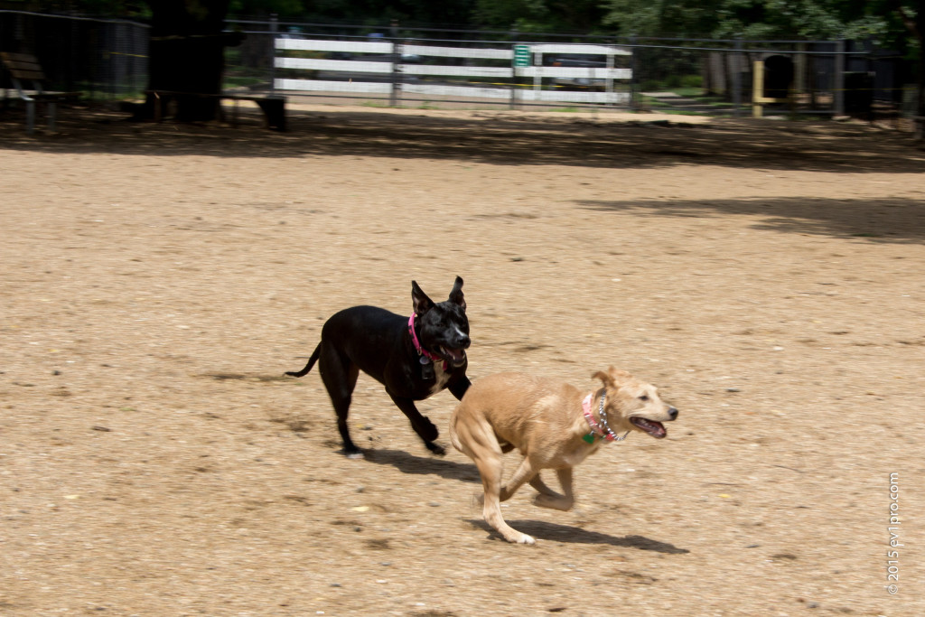 Two dogs play together at Ervan Chew Park's dog run.